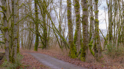 Fabulous autumn forest. NisquallyNational Wildlife Refuge, Washington, USA