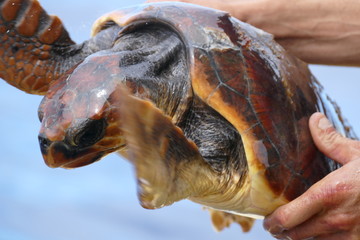 unechte Karettschildkröte