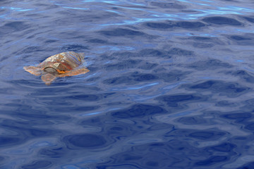unechte Karettschildkröte an der Meeresoberfläche