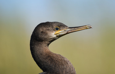 Juvenile cormorant