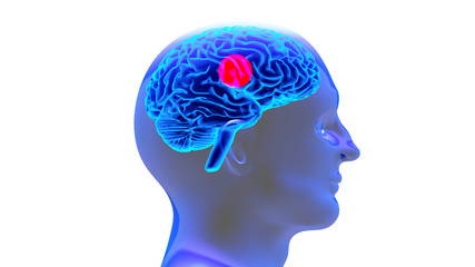 Human brain 3D render