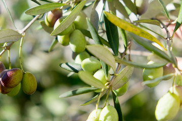 オリーブの実