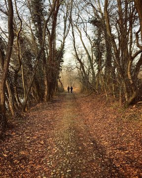 Couple walking in the woods