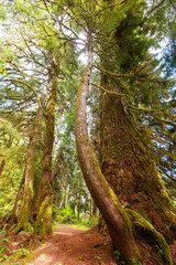 Fototapeta premium Rain forest