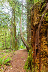 Obraz premium Rain forest