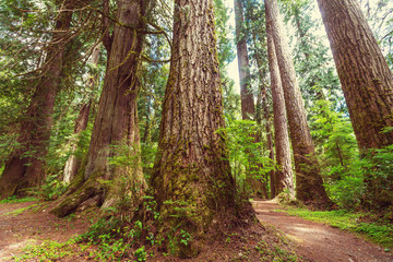 Fototapeta premium Rain forest