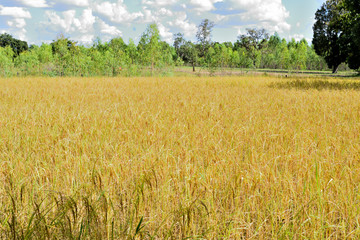 Rice field