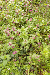  purple flowers on the medow