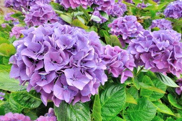 Belles boules d'hortensias mauves