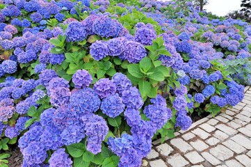 Jolis hortensias bleus de Bretagne
