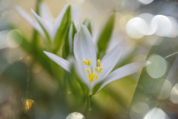 Fototapeta premium Snowdrops