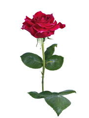 Crimson Rose flower isolated