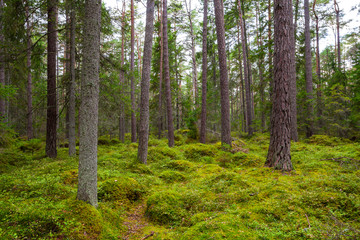 Fototapeta na wymiar Pine forest with moss covered rocks. Lahemaa national park, Estonia
