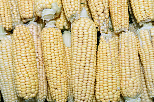 Background of fresh yellow corn cobs