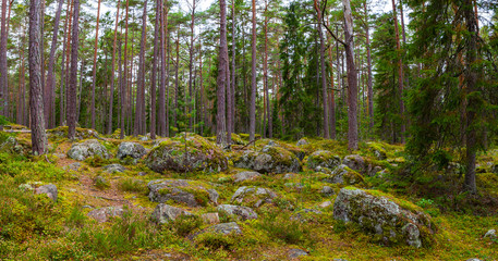 Fototapeta na wymiar Rocks in the forest near Kasmu (captain's village), Estonia