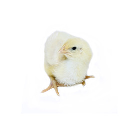 Nestlings little yellow chick