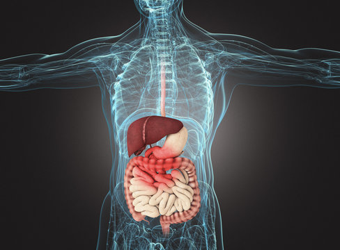 Organi interni infiammati a raggi x