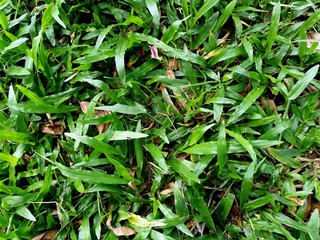 green grass from top view