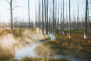 Bare trees and foggy marshland 