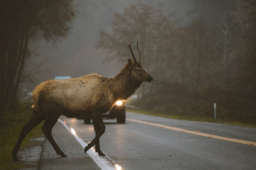 Deer on road with car approaching