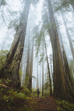 One person standing at the base of tall forest trees