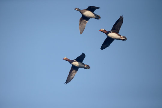 Mandarin Duck,  Aix Galericulata