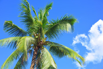 Obraz premium coconut tree and sky