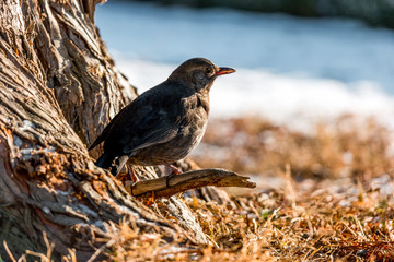 Female blackbird in the park in snowy winter.jpg