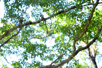 Fototapeta premium Giant spider in the blurry natural background