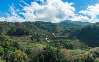 Tea field and nice blue sky