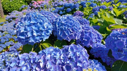 Haie d'hortensias en Bretagne © aquaphoto