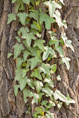 trunk in green forest