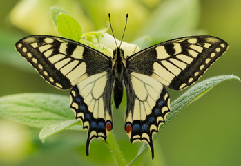 Obraz na płótnie Canvas Beautiful butterfly on plant with soft green background. Papilio Machaon butterfly in wild nature
