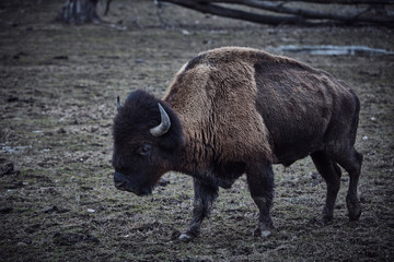 wild bison grazing grass
