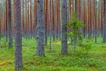 Obraz premium Green pine forest. Rythmes of straight trunks.