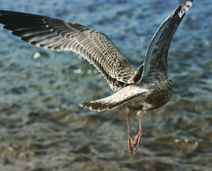 Mewa w locie.  © Aneta