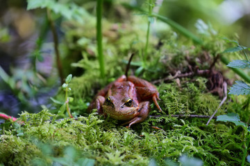Obraz premium Red Legged Frog