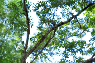 Giant spider in the blurry natural background