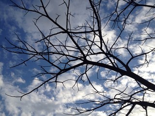 Silhouette of trees branches on background of cloudy blue sky