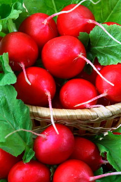 Ripe red radishes in a basket