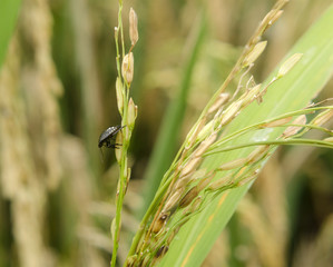 paddy and pests