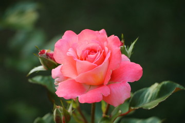 One red rose flower in the garden