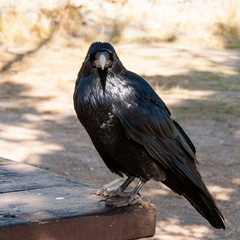 Crow in Yellowstone Nat'l Park, WY