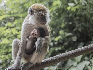 Mother monkey with its baby