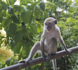 A monkey’s gaze