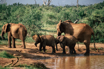 A herd of elephants is refreshed in a puddle
