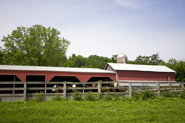Agricultural background and rural life. Summer landscape with fresh green grass field, red barn and cows behind a wooden boundary. Midwest day farm in Wisconsin, USA.