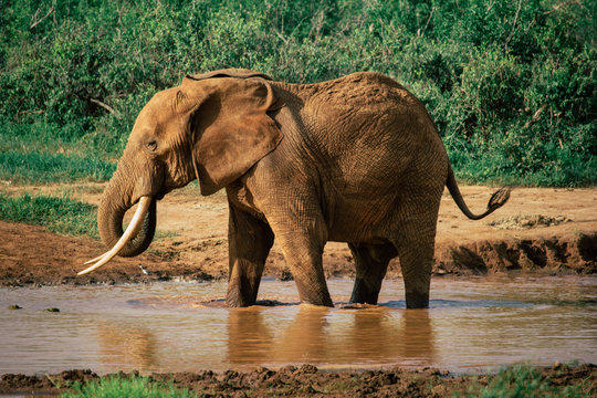 An elephant is about to bathe in a pool