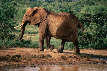 An elephant urine after being released from a puddle