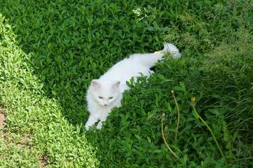 Белый кот на зелёной траве